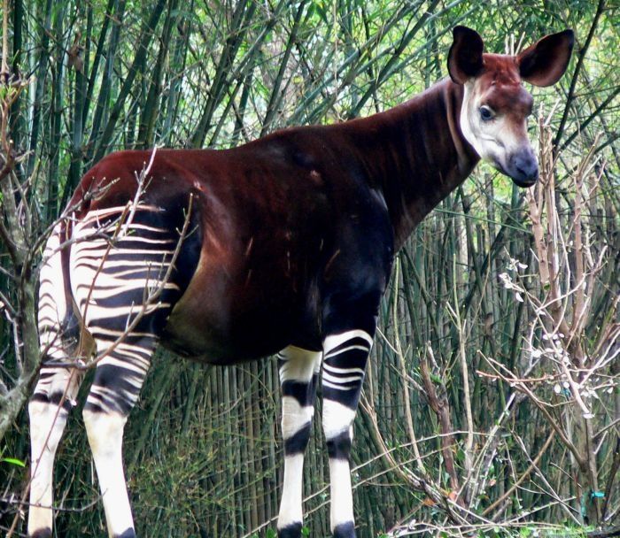 Okapi, half-zebra half-giraffe