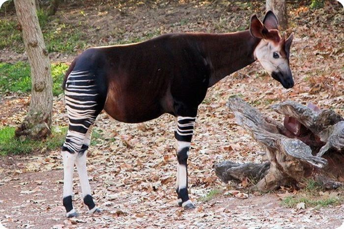 Okapi, half-zebra half-giraffe