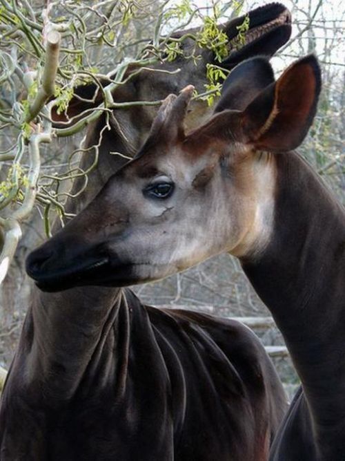 Okapi, half-zebra half-giraffe