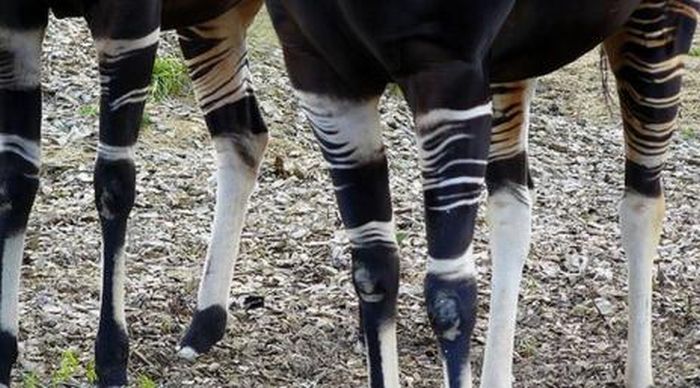 Okapi, half-zebra half-giraffe