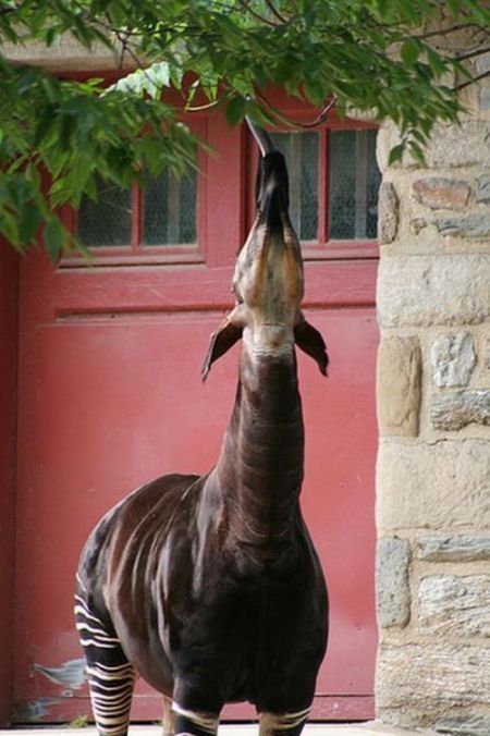 Okapi, half-zebra half-giraffe