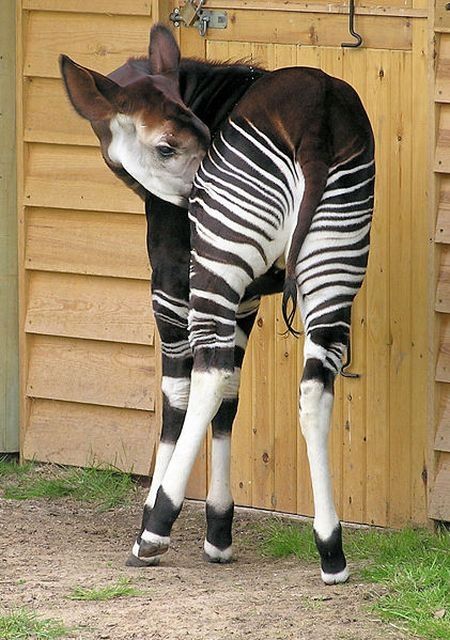 Okapi, half-zebra half-giraffe