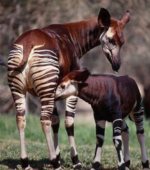 Okapi, half-zebra half-giraffe