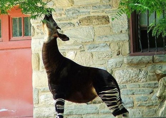 Okapi, half-zebra half-giraffe