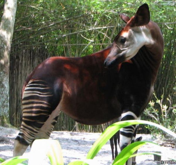 Okapi, half-zebra half-giraffe