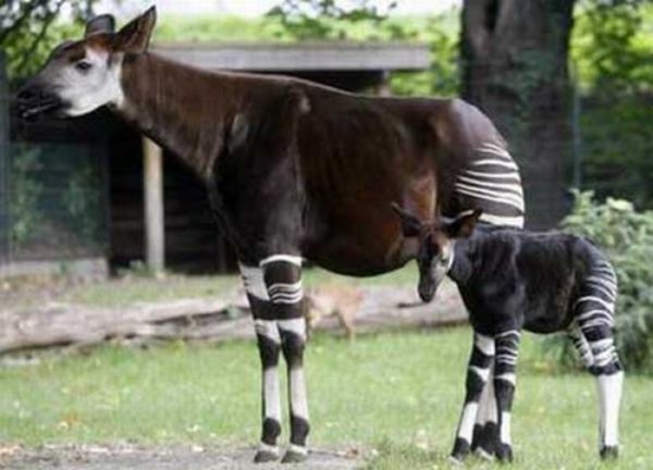 Okapi, half-zebra half-giraffe