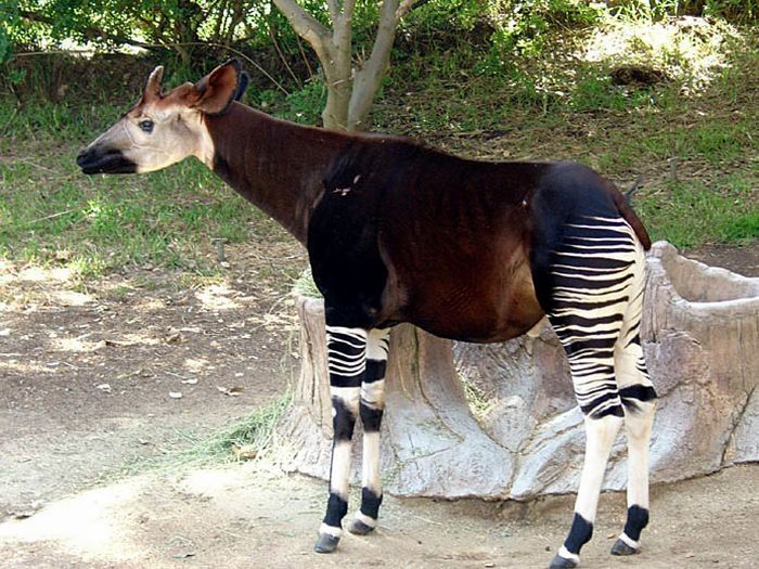 Okapi, half-zebra half-giraffe