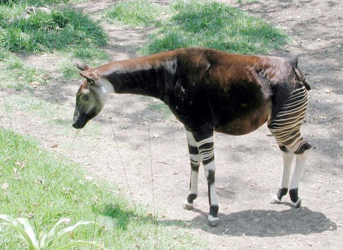 Okapi, half-zebra half-giraffe