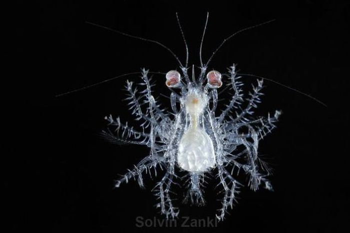 deep sea creature