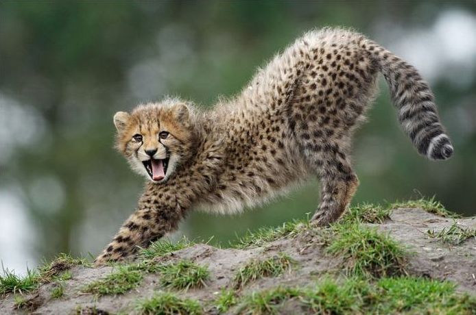 Wildlife photography by Peter Lindel