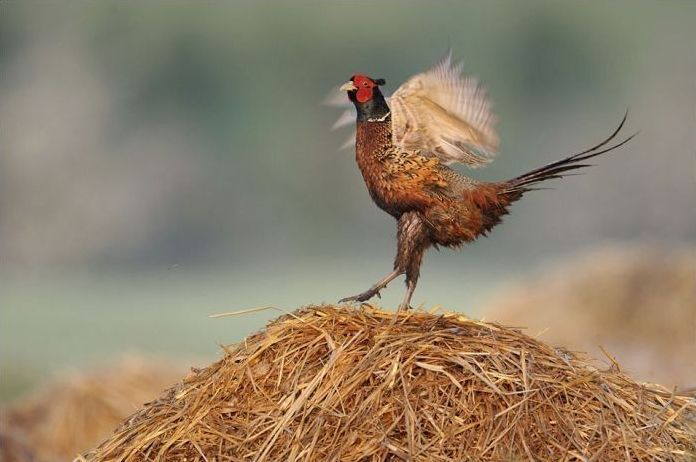 Wildlife photography by Peter Lindel