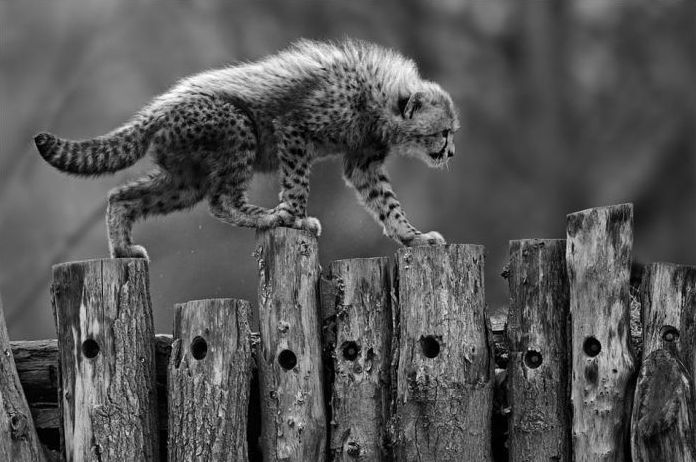 Wildlife photography by Peter Lindel