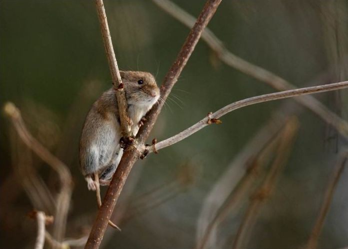 Wildlife photography by Peter Lindel