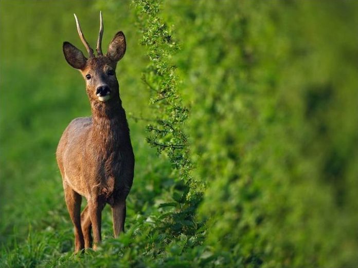 Wildlife photography by Peter Lindel