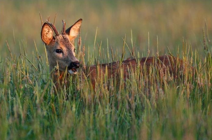 Wildlife photography by Peter Lindel