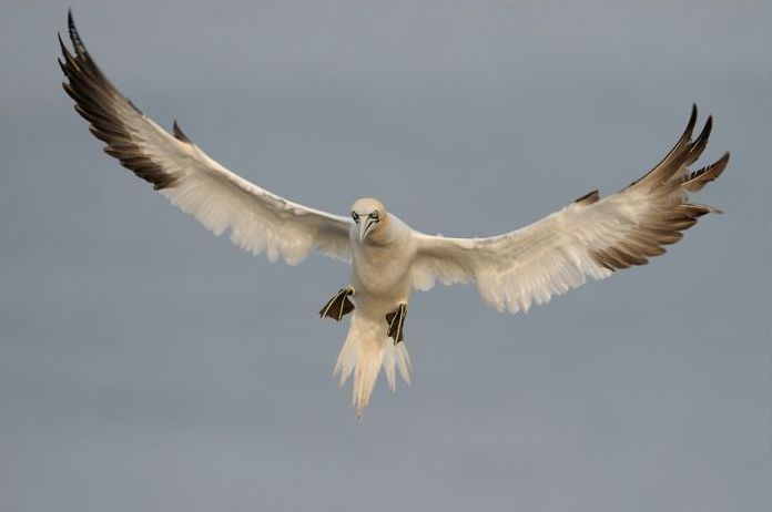 Wildlife photography by Peter Lindel