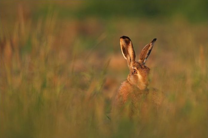 Wildlife photography by Peter Lindel