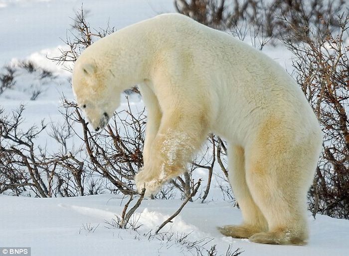 Polar bear, Canada