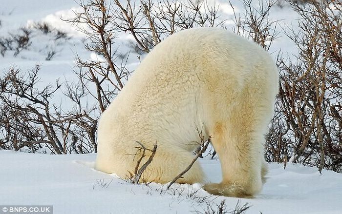 Polar bear, Canada