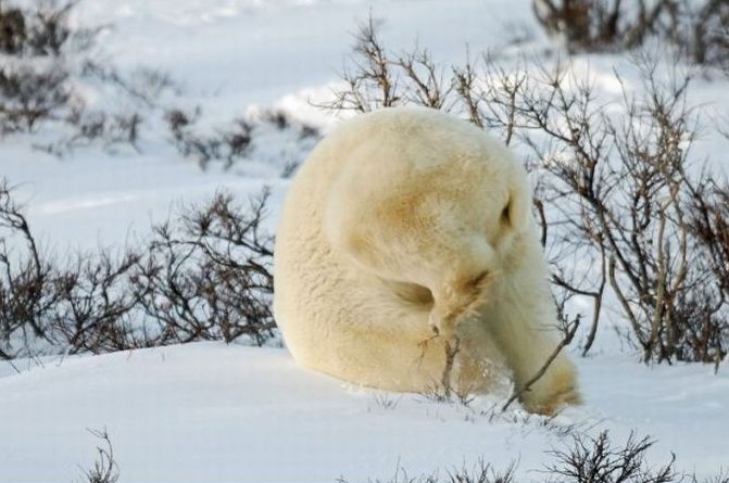 Polar bear, Canada