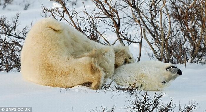 Polar bear, Canada