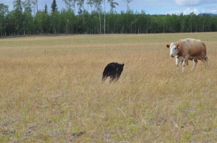 young bear against dairy cows