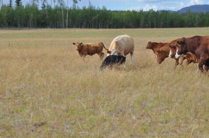 young bear against dairy cows