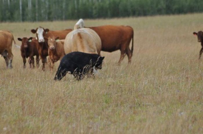 young bear against dairy cows