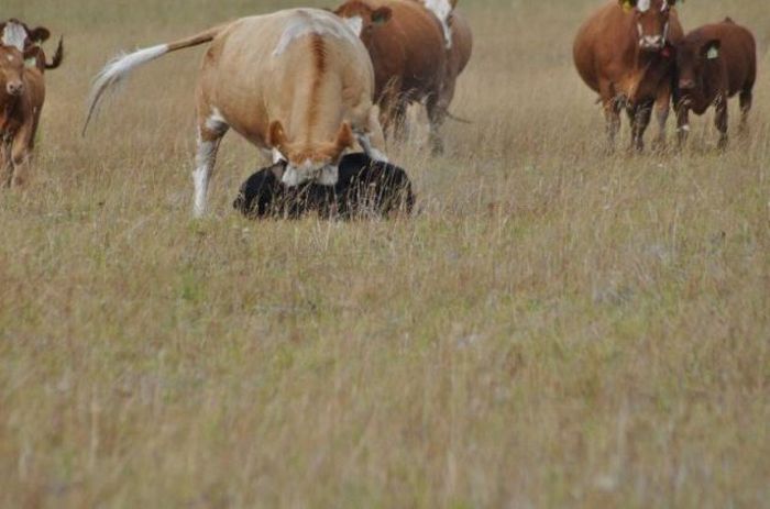 young bear against dairy cows