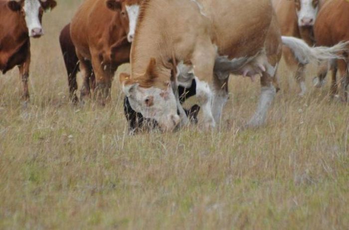 young bear against dairy cows