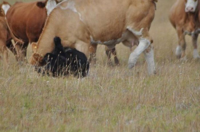 young bear against dairy cows