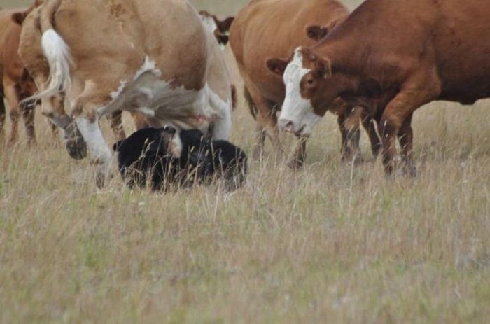 young bear against dairy cows