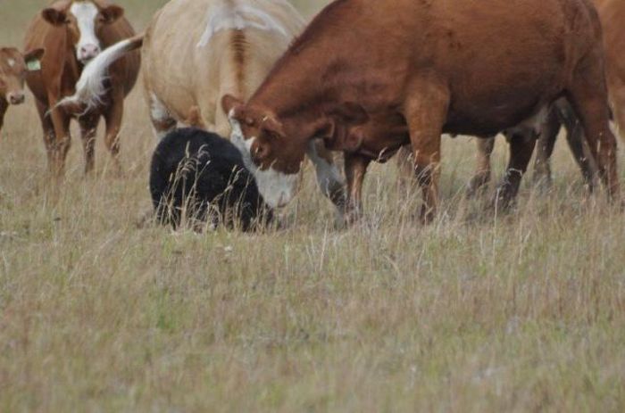 young bear against dairy cows