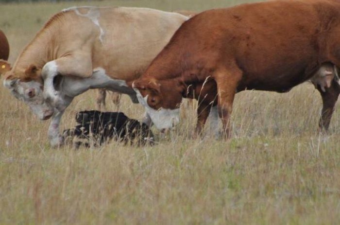 young bear against dairy cows