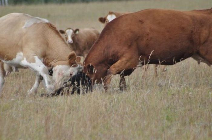 young bear against dairy cows