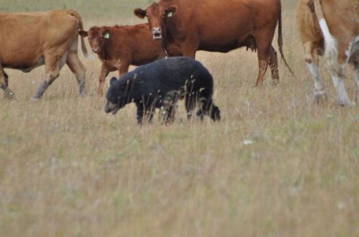 young bear against dairy cows