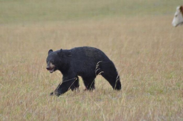 young bear against dairy cows