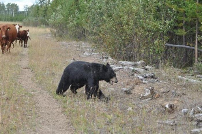 young bear against dairy cows