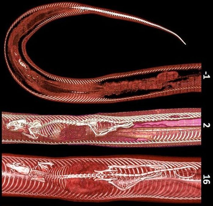 rat inside a python