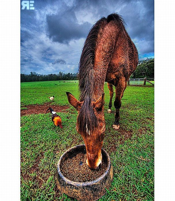 Animals in HDR