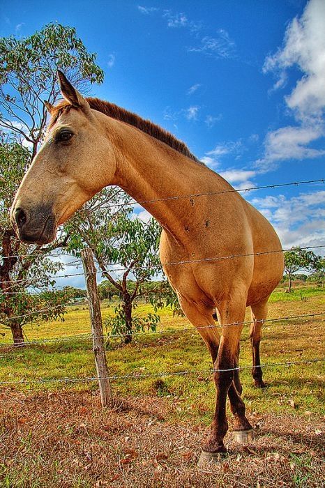 Animals in HDR