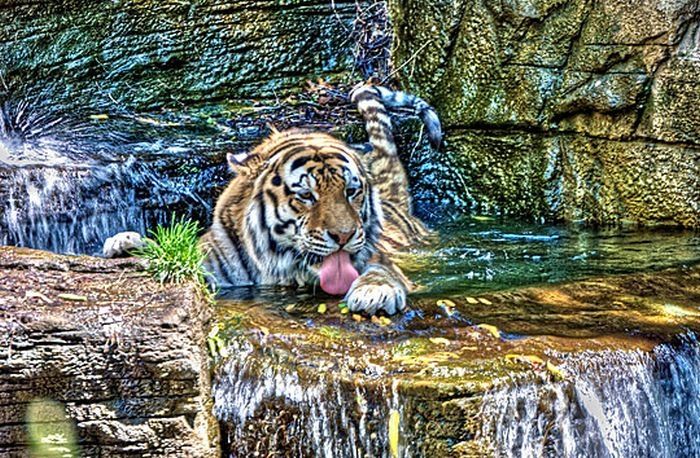 Animals in HDR