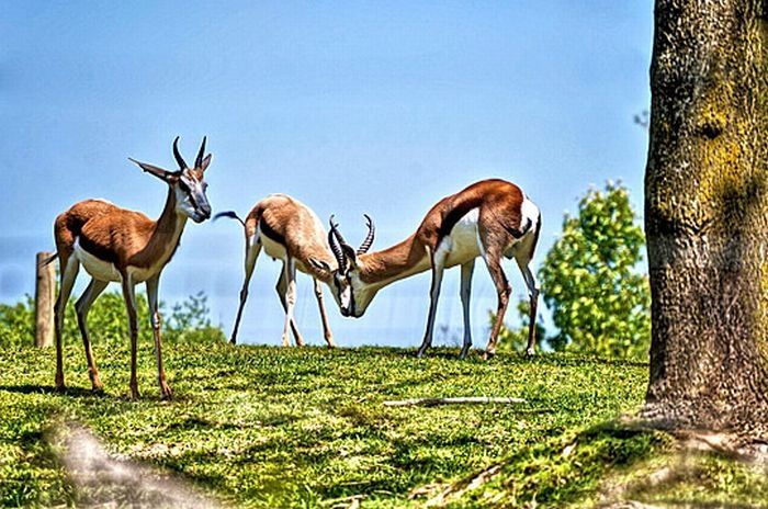 Animals in HDR