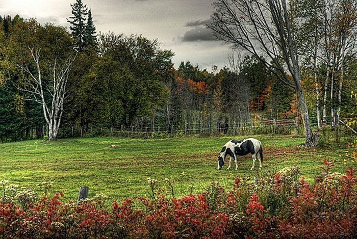 Animals in HDR