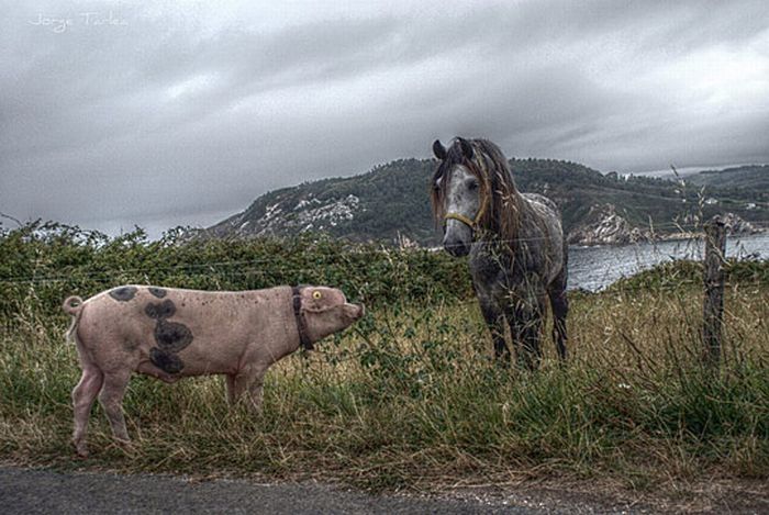 Animals in HDR