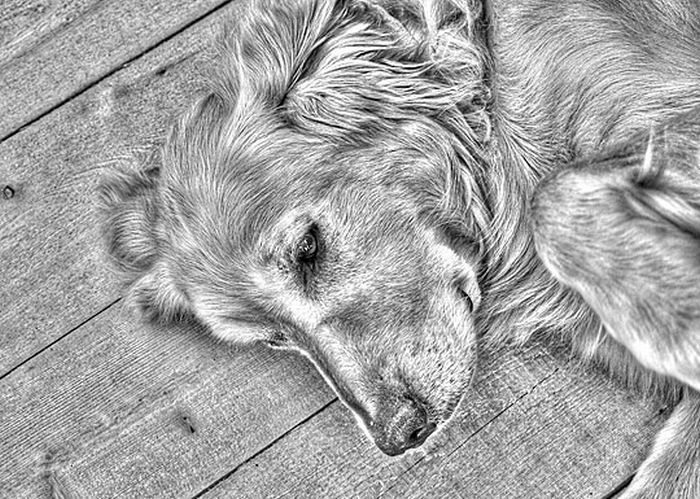 Animals in HDR