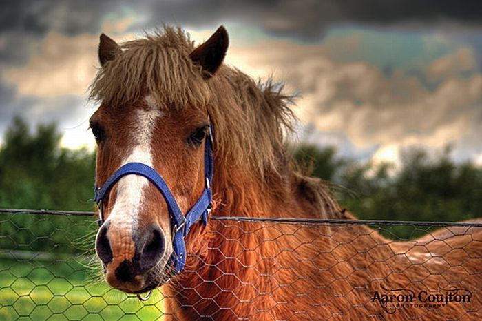 Animals in HDR