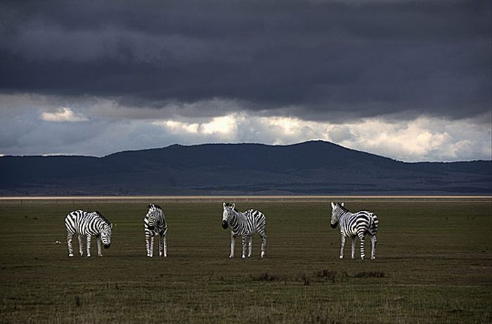 Animals in HDR