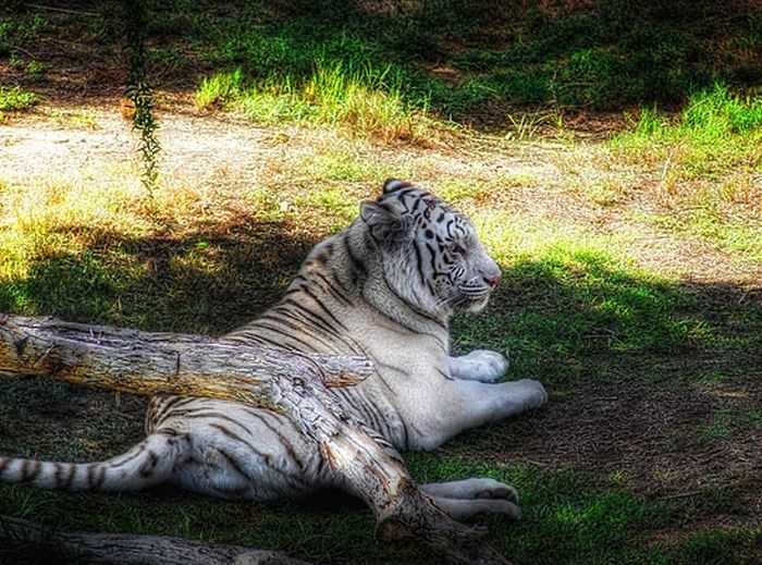 Animals in HDR