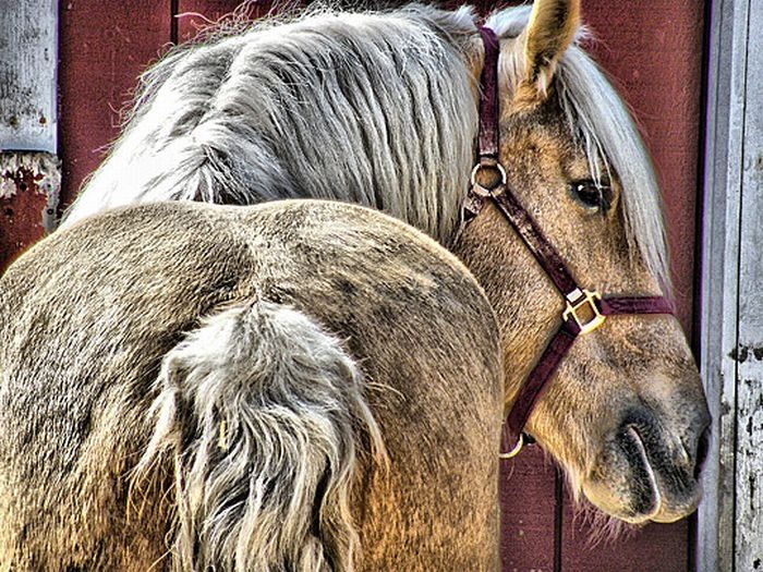 Animals in HDR